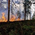 Леса Поморья закрыли для посещения из-за высокой пожарной опасности