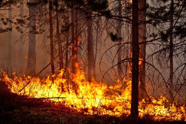 127 лесных пожаров зафиксировано в Архангельской области за минувшее лето