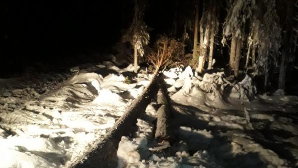 В Архангельской области рабочего насмерть задавило деревом во время вала леса