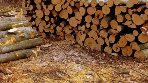 Спикер Совета федерации предлагает ввести эмбарго на экспорт леса из России