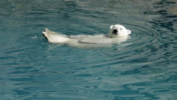Пластик составляет четверть рациона белых медведей в Арктике