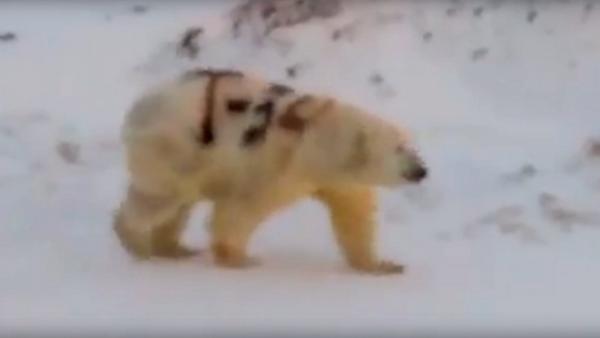Видео с медведем-«танкистом» могло быть снято в Архангельской области