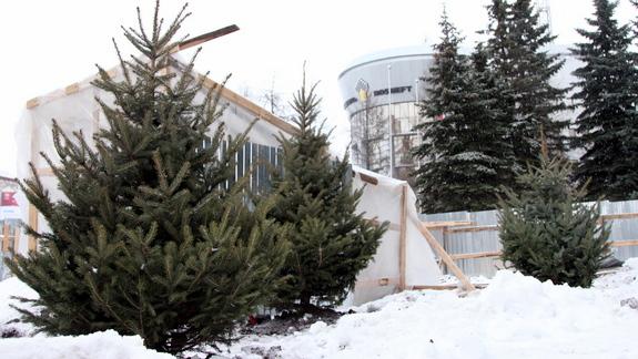В Архангельске у здания «АГД Даймондс» высажены три голубые ели