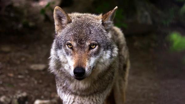 В Неноксе из-за нападений волков запретили держать собак вне дома 