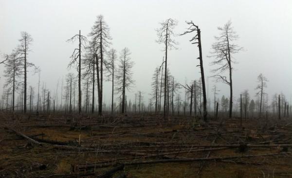 В России спасли потерявшегося в лесу человека, используя беспилотник и нейросети
