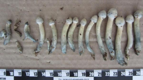 Житель Архангельской области попался на выращивании галлюциногенных грибов