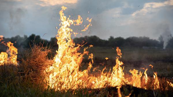 Метеорологи прогнозируют высокую пожароопасность в Архангельской области