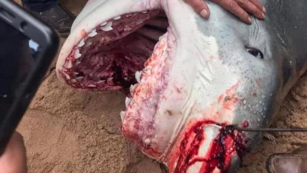 Из напавшей на уроженца Поморья акулы-убийцы сделают музейный экспонат