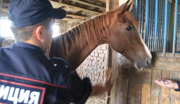 Последователя горцев задержали с украденными в Поморье лошадьми под Иваново