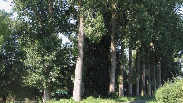 Онежских чиновников обязали спилить сотни аварийных деревьев в городе
