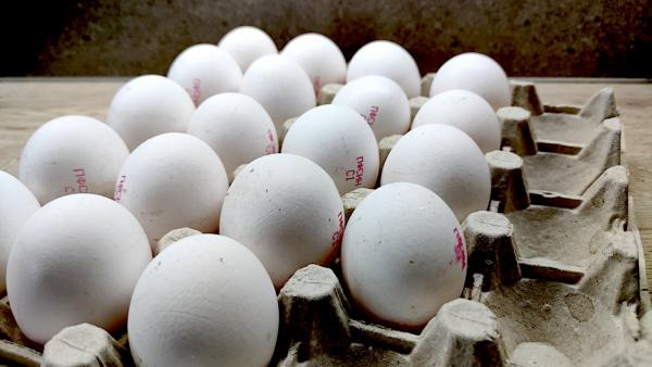 ФАС проверит ценообразование на куриное яйцо в Архангельске 