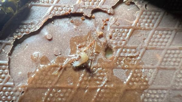 «Вот такой сюрприз!»: в котласском «Магните» обнаружили конфеты с червями