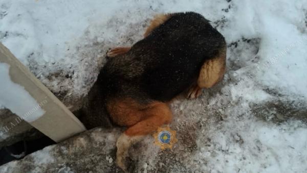 В Архангельске спасатели вытащили застрявшую головой в теплотрассе собаку
