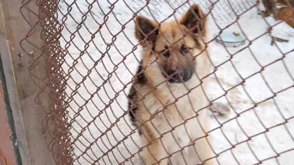 В Поморье северянки через суд требовали закрыть приют для собак: им отказали