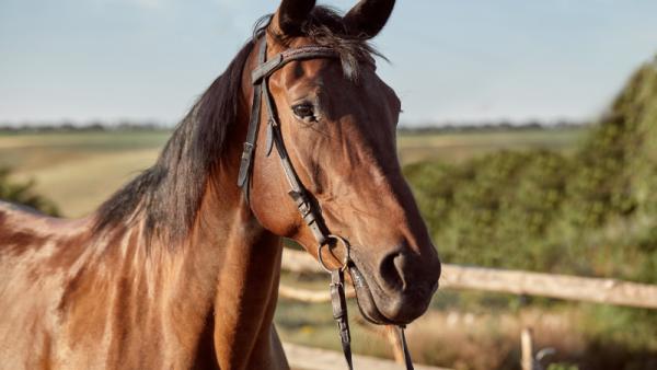 В НАО лошадь копытом убила семилетнего ребенка: проводится проверка