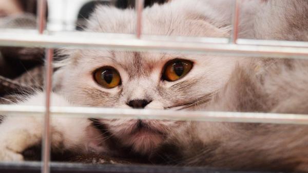 Житель Поморья отсудил компенсацию за смерть своей кошки, попавшей в капкан
