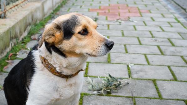 Мужчины отрубили псу хвост и оставили его истекать кровью в Архангельской области