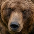 На кладбище в Архангельске объявился медведь и начал раскапывать свежие могилы