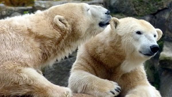 На Новой Земле полярники стали свидетелями воссоединения семьи белых медведей