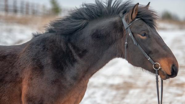 Мезенские лошадки Кенозерья победили в международной конной выставке