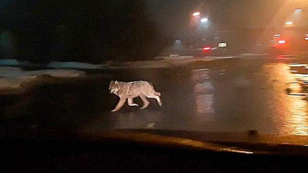 Северодвинцы заметили волков на улицах города