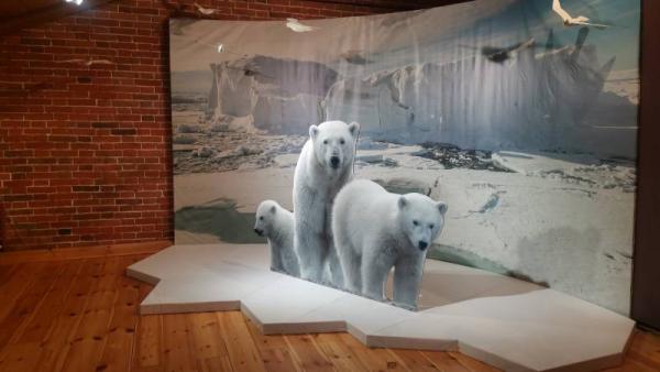 Неземная красота Арктики: в Архангельске открылась уникальная выставка 